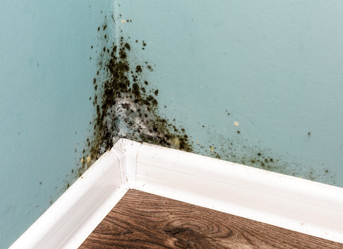 The Dark, Dirty Truth About Household Mold (And How to Rid Yourself of It)