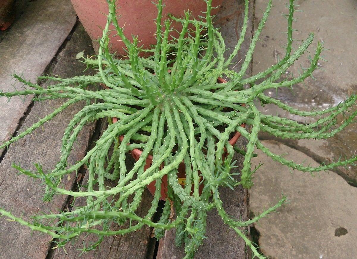 The 13 Creepiest Houseplants You’ve Ever Seen