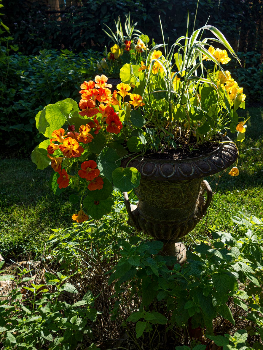 The 12-Inch Farm: 12 Foods You Can Easily Grow in Containers