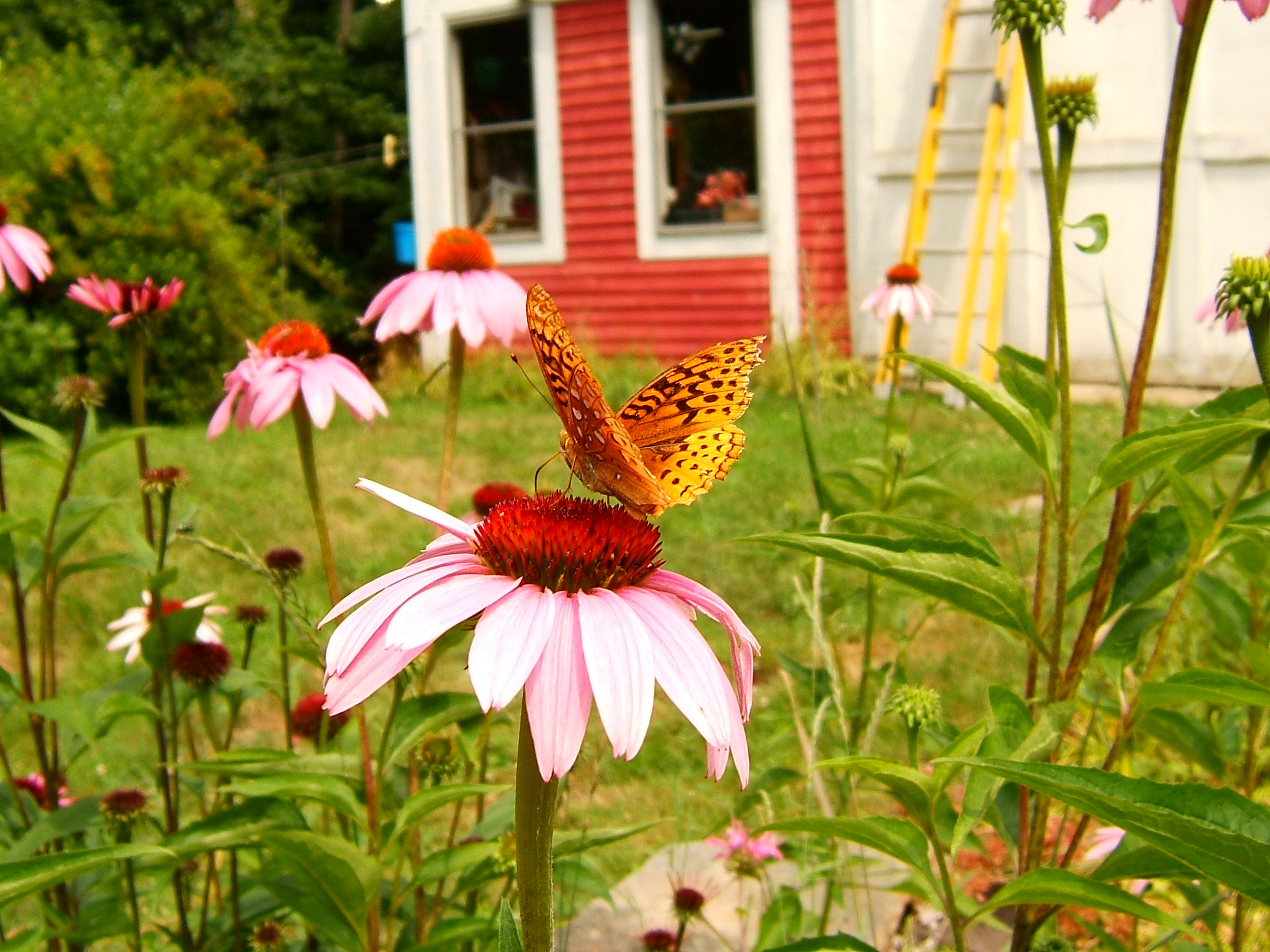 Great spangled fritillary butterfly on coneflower in front of a red house.