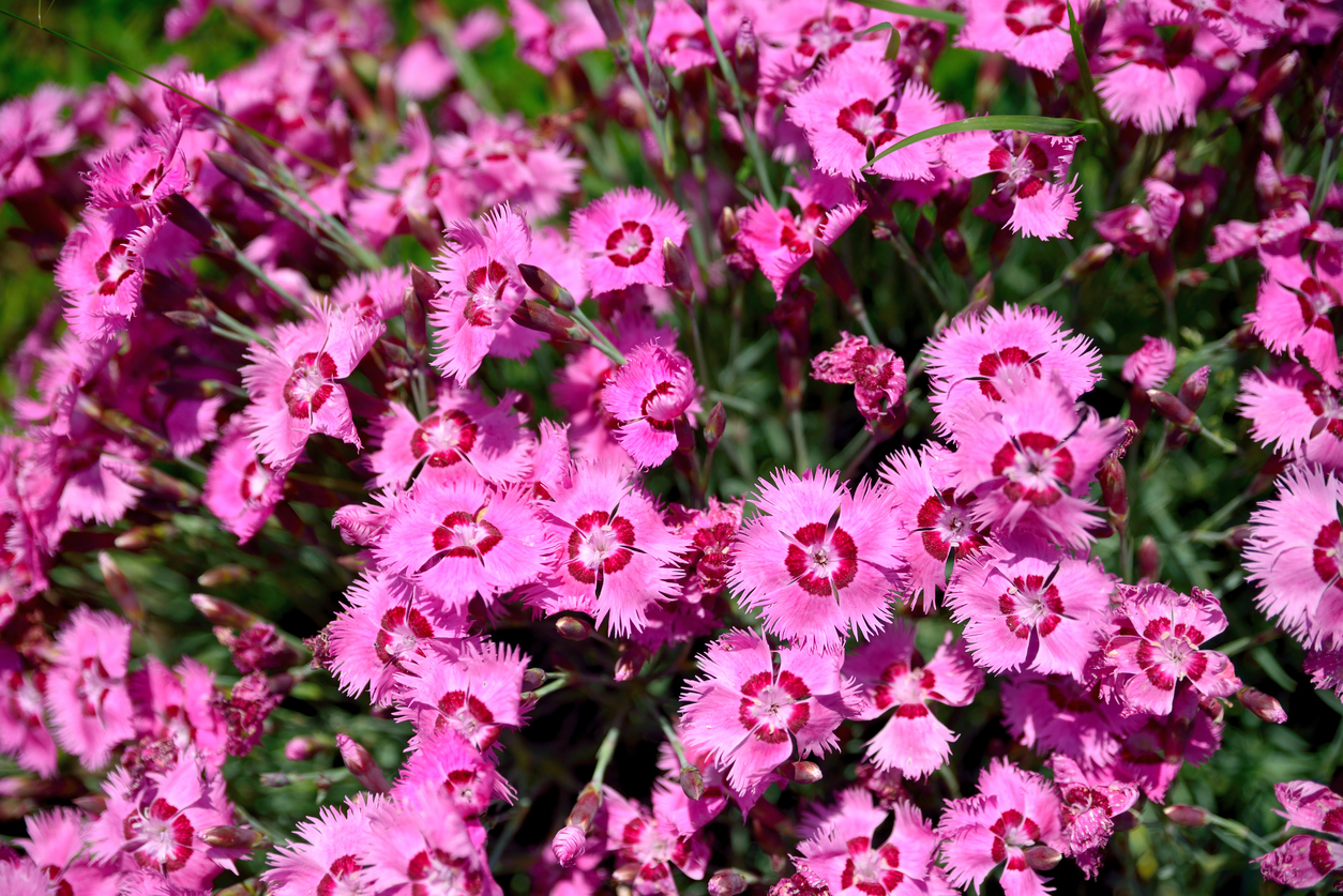 Frosty Fire Dianthus (Dianthus × allwoodii ‘Frosty Fire’)