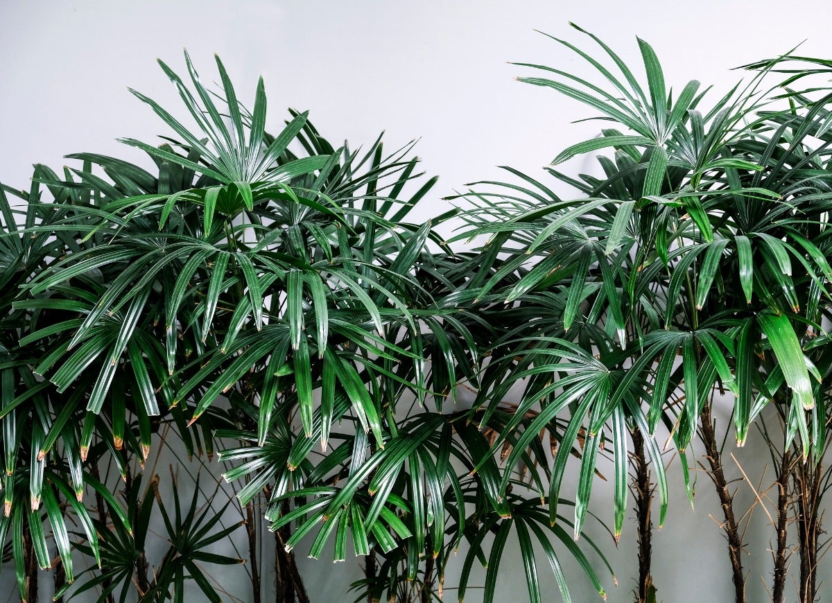 10 Trees That Tolerate Low Light Indoors