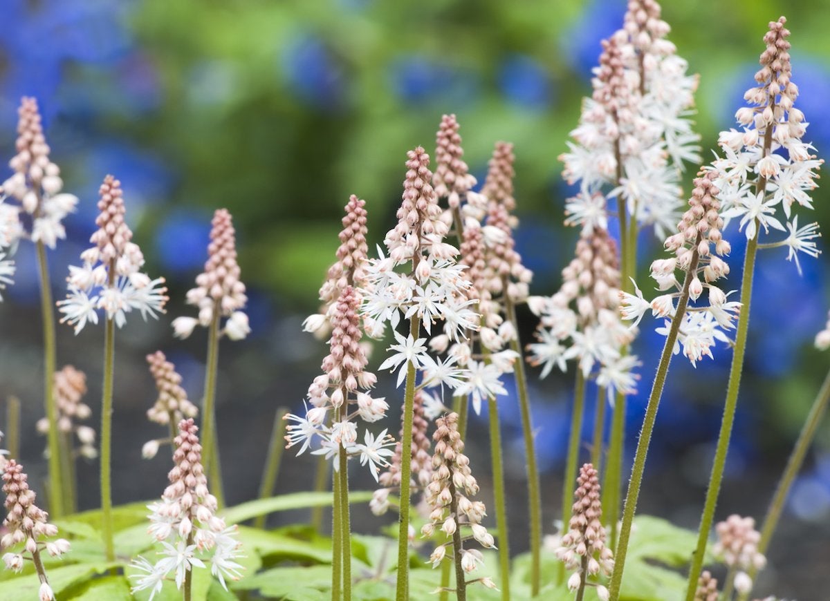 15 Fascinating Flowers That Bloom Only at Night