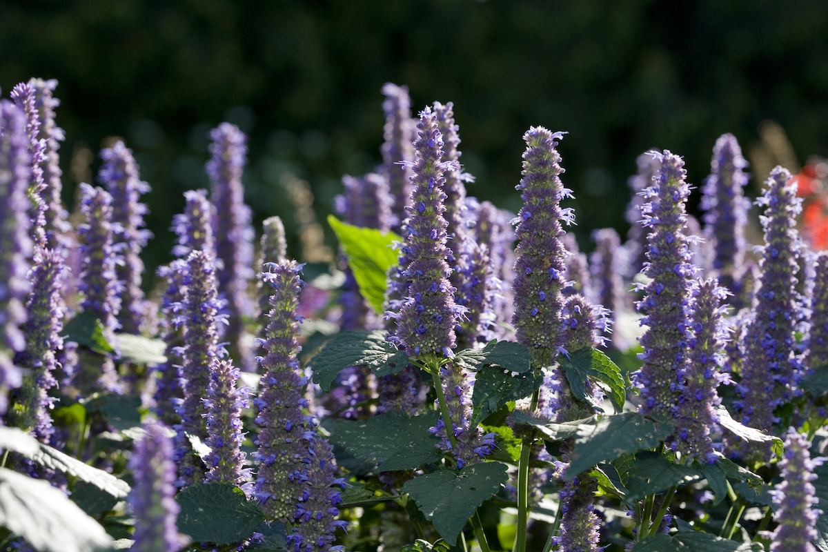 Anise Hyssop (Agastache foeniculum)