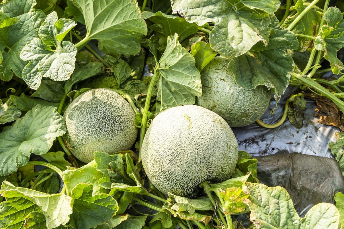 Cantaloupe melon growing in a garden bed.