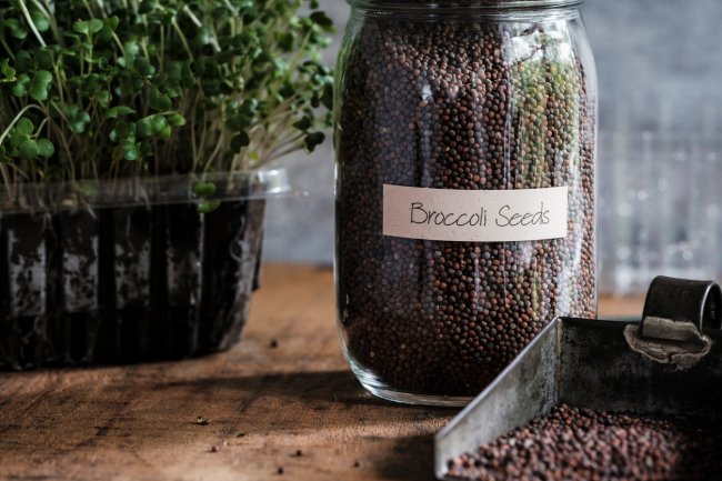 Broccoli seeds with broccoli microgreens in the background.