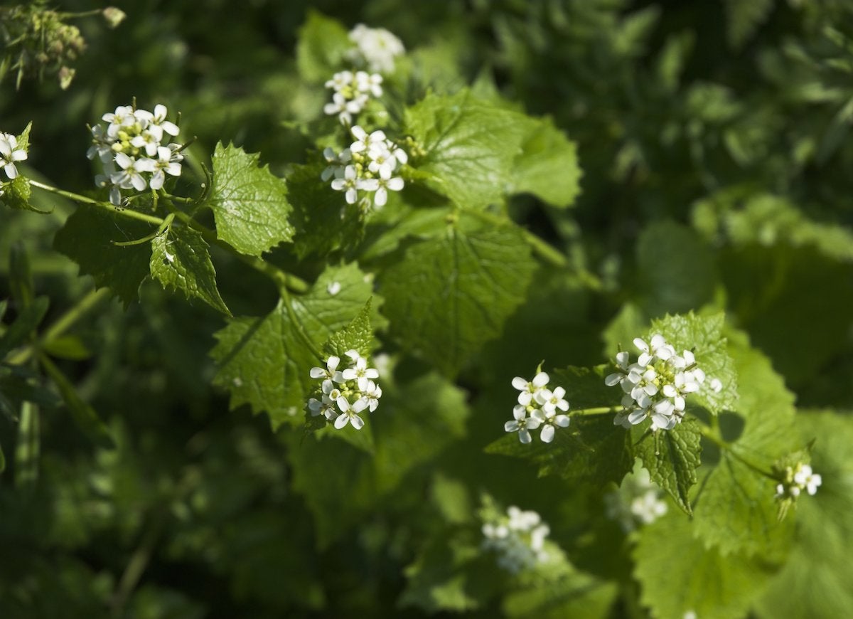 These Popular Plants Might Actually Be Bad for Your Garden