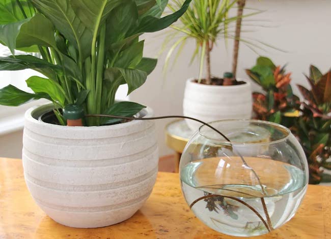 12 Handy Hacks for Lazy Houseplant Parents