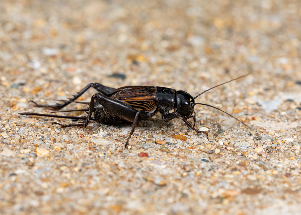 Close view of a field cricket.