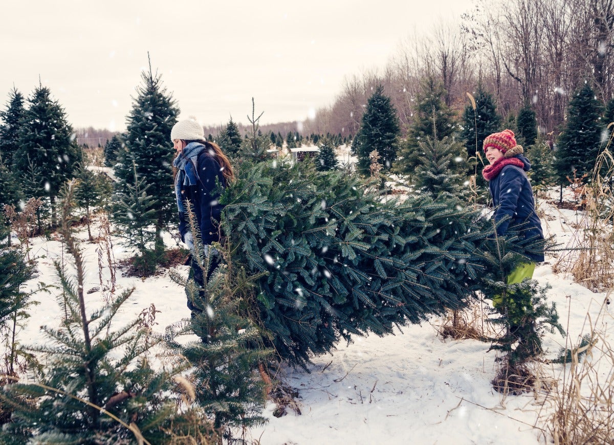 Pests That Might Be Lurking in Your Christmas Tree—and How to Get Rid of Them