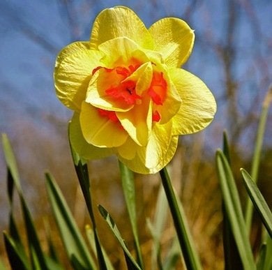 9 Daffodils to Cheer Up Your Garden