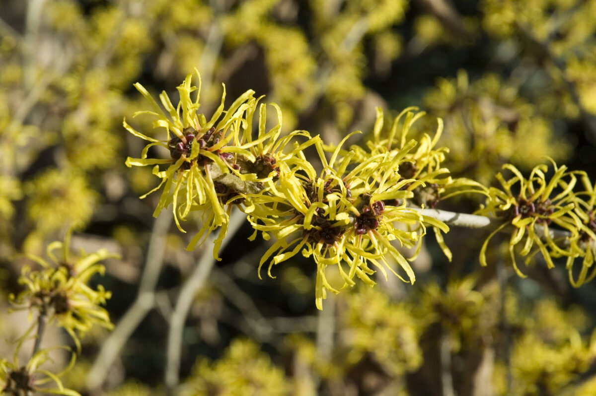 arbres en fleurs