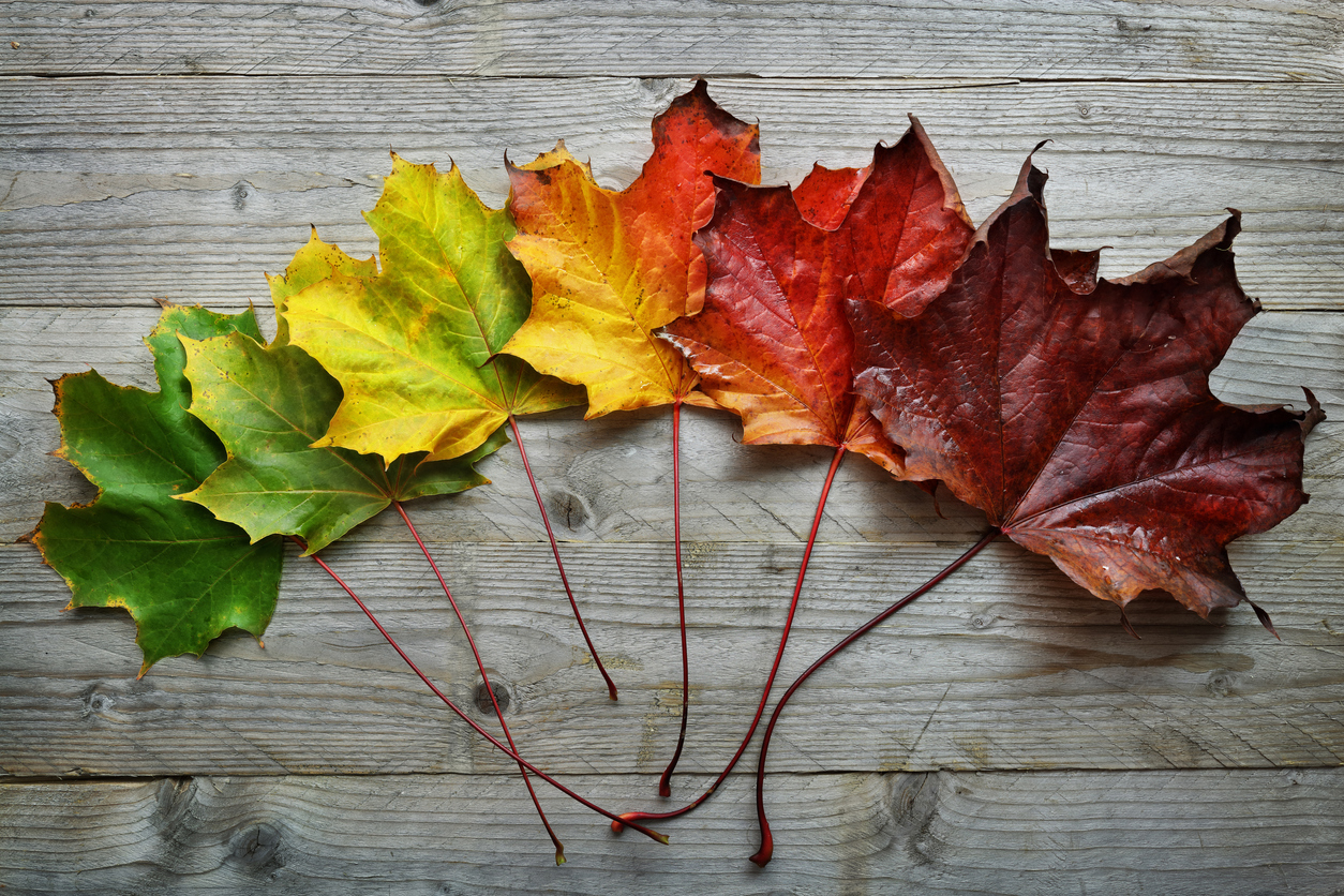 Autumn Maple leaf transition and variation concept for fall and change of season