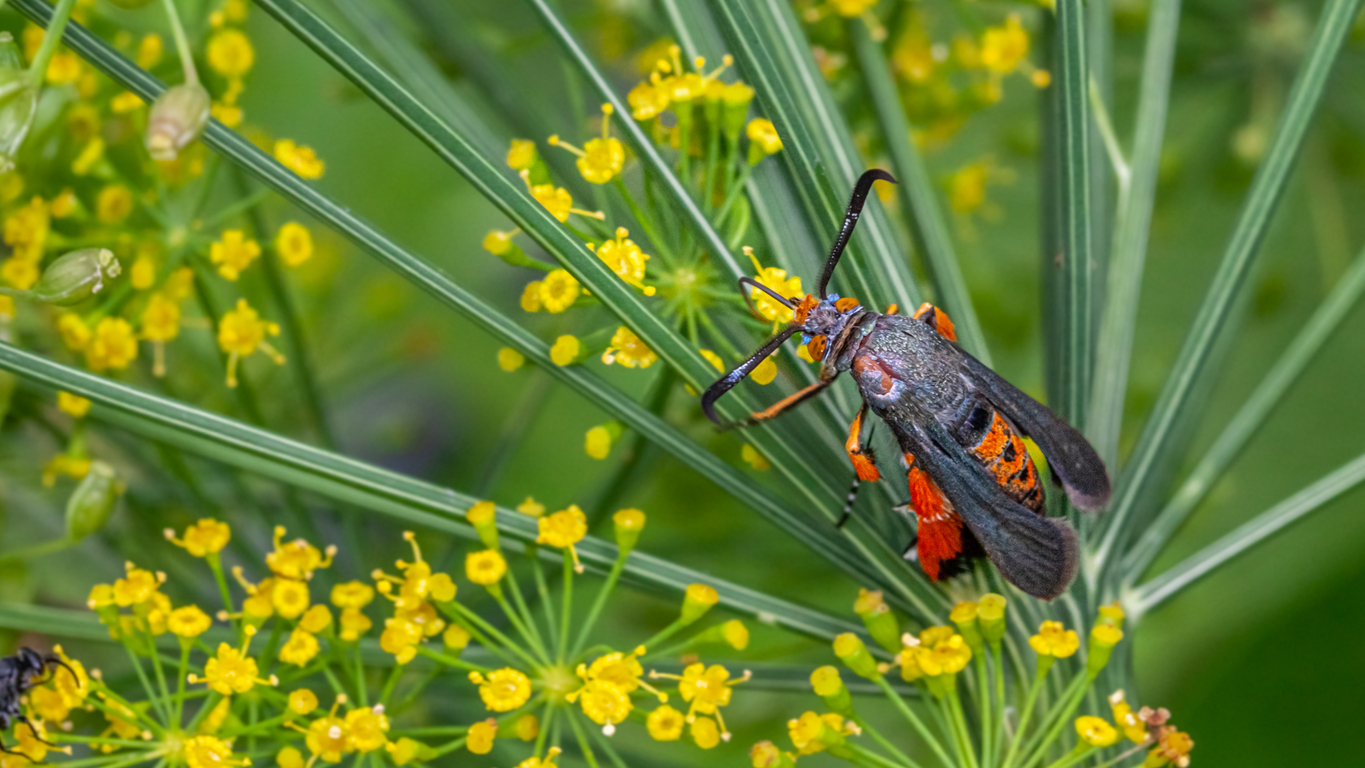 Squash vine borer on green grass and yellow flowers.