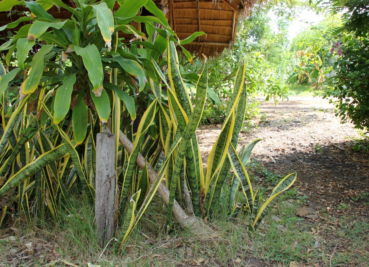 Voici à quoi ressemblent vos plantes d'intérieur préférées dans la nature