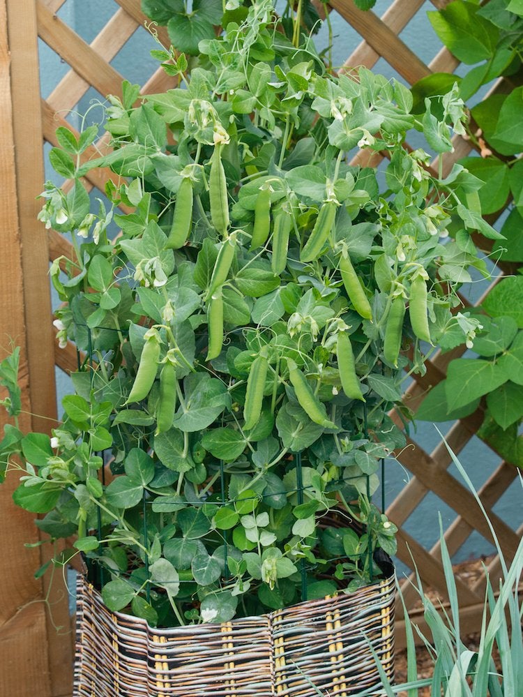 Le jardin indestructible : 15 légumes et herbes aromatiques qui s'épanouiront dans votre espace