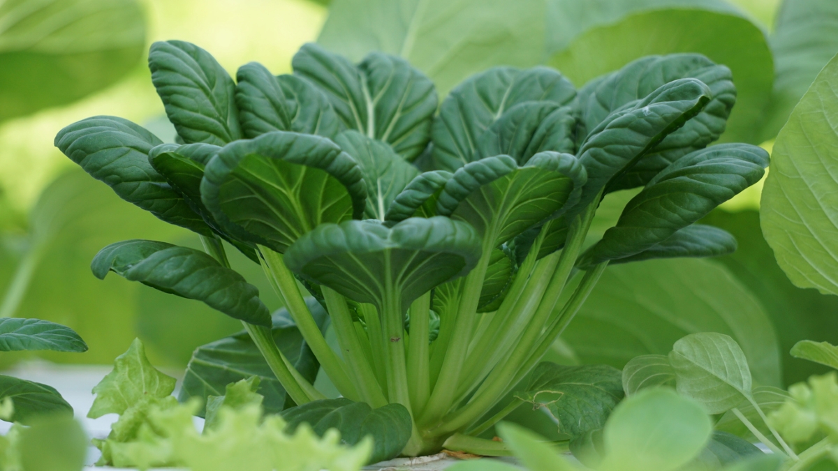 types de légumes verts asiatiques – légumes à feuilles tatsoi