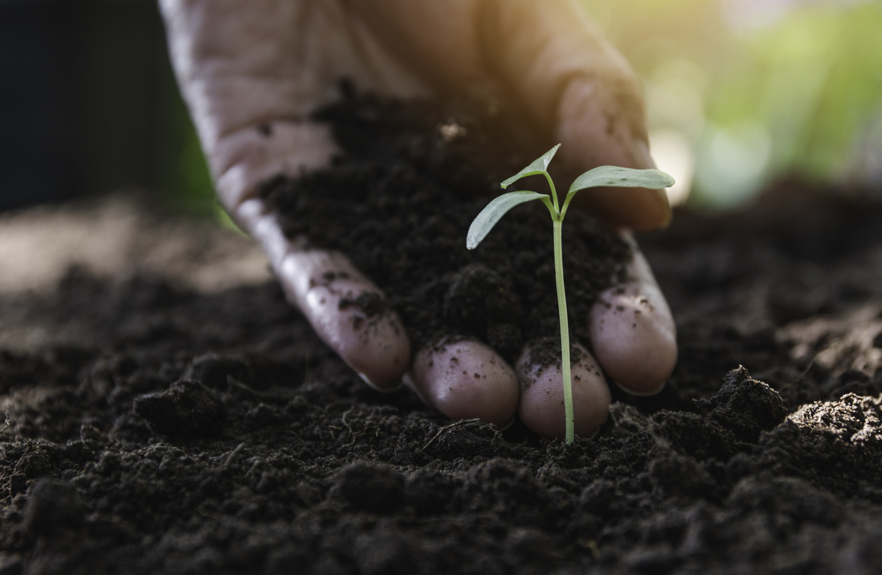 fall planting