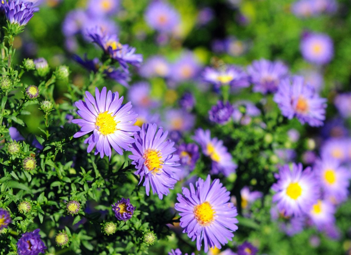 10 Foolproof Flowers Anyone Can Grow