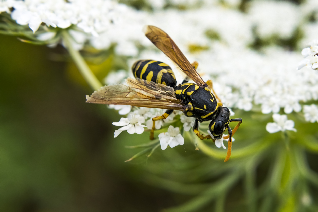 hornet vs wasp