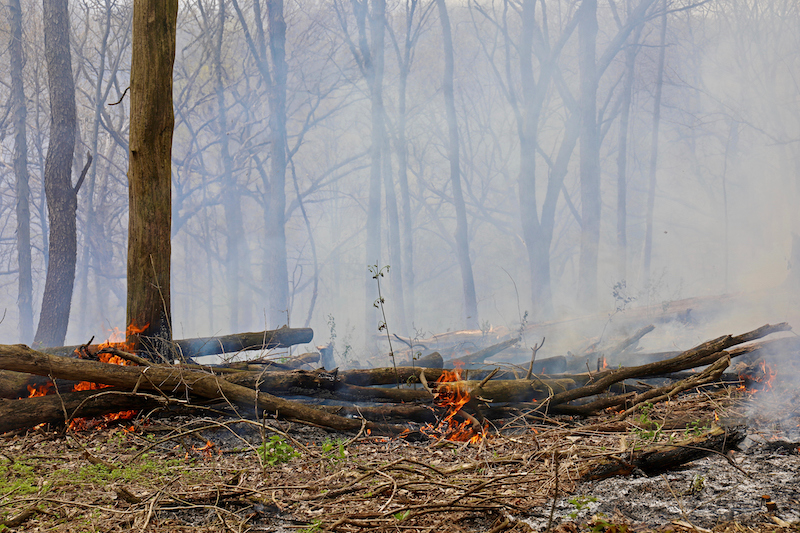 wildfires with trees down and heavy smoke