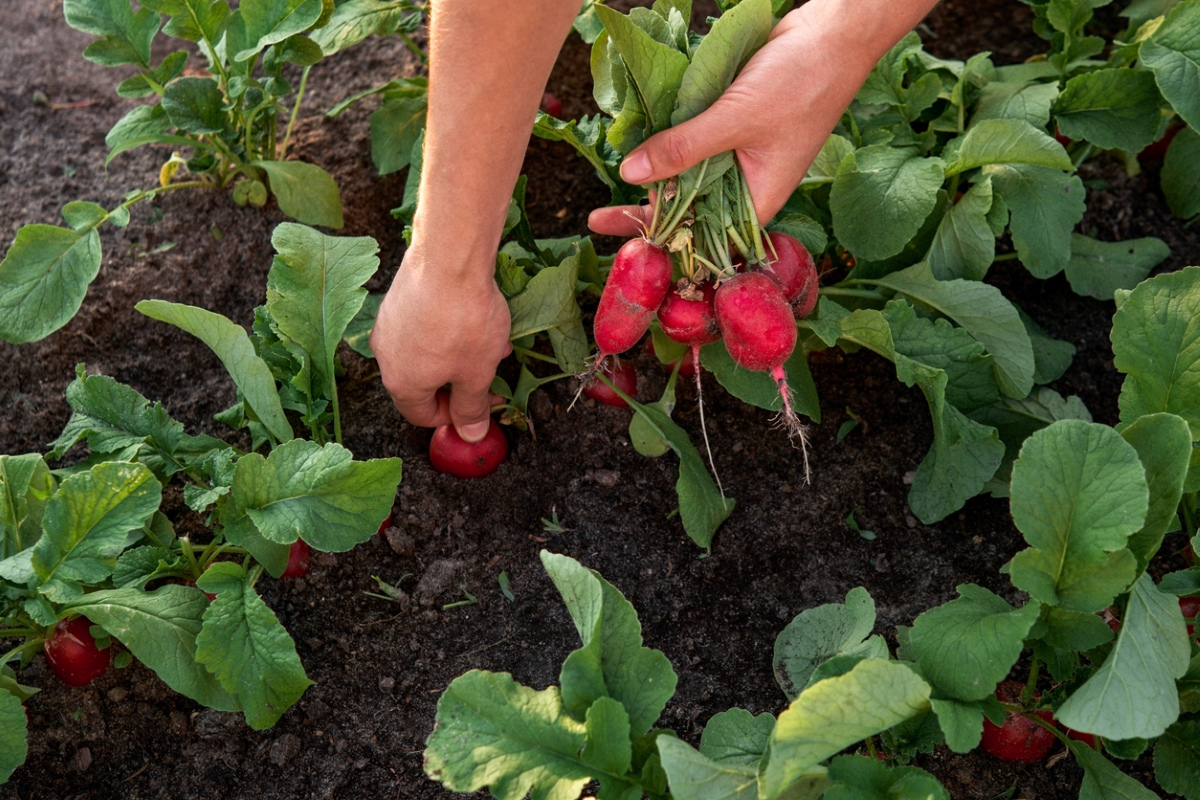 Mains de jardinier récoltant des radis rouges.