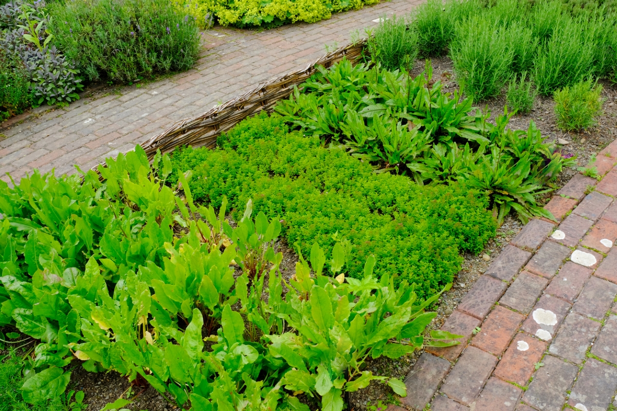 Herb garden lawn