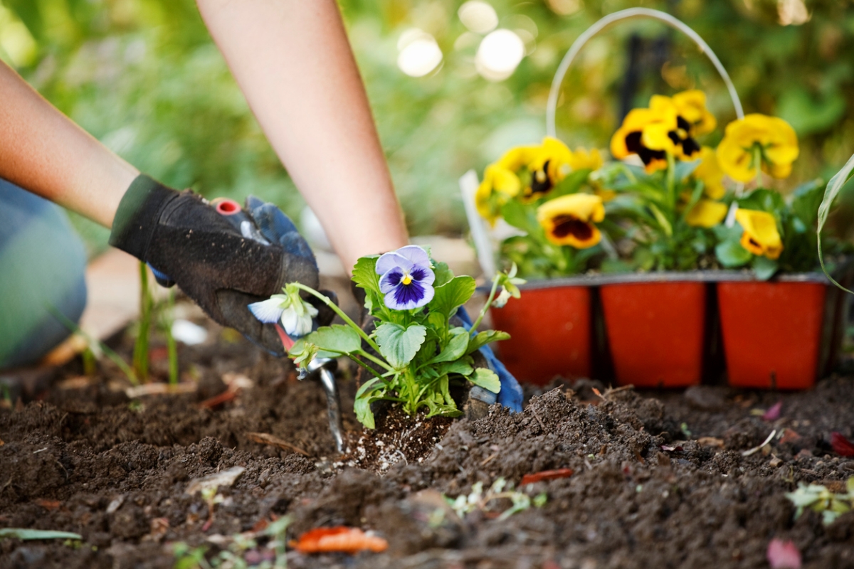 Planting viola flowers