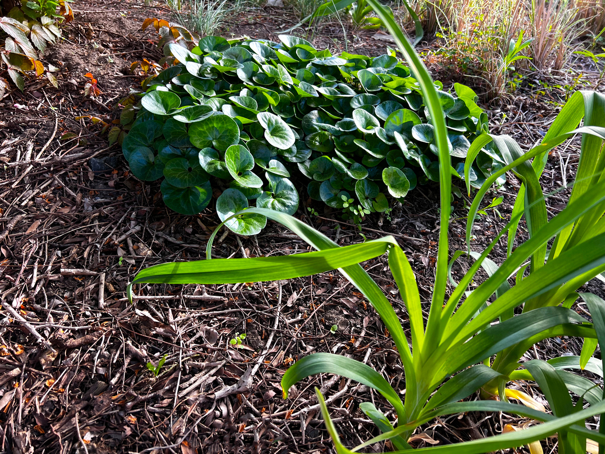 Green Wild Ginger growing in mulched garden.