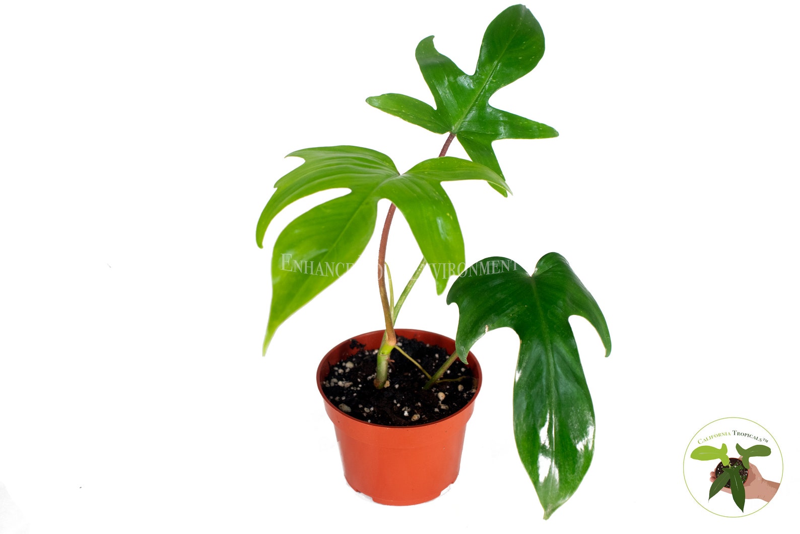 philodendron varieties