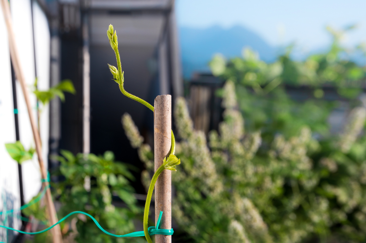 légumes grimpants