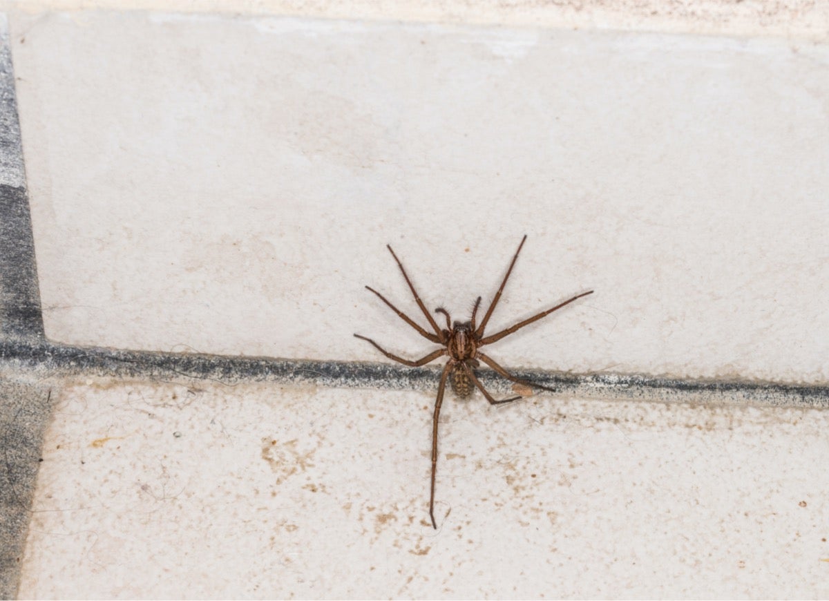 10 Pests That Might Be Living in Your Garage