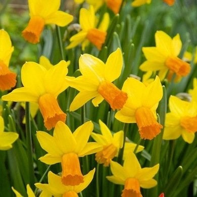 9 Daffodils to Cheer Up Your Garden