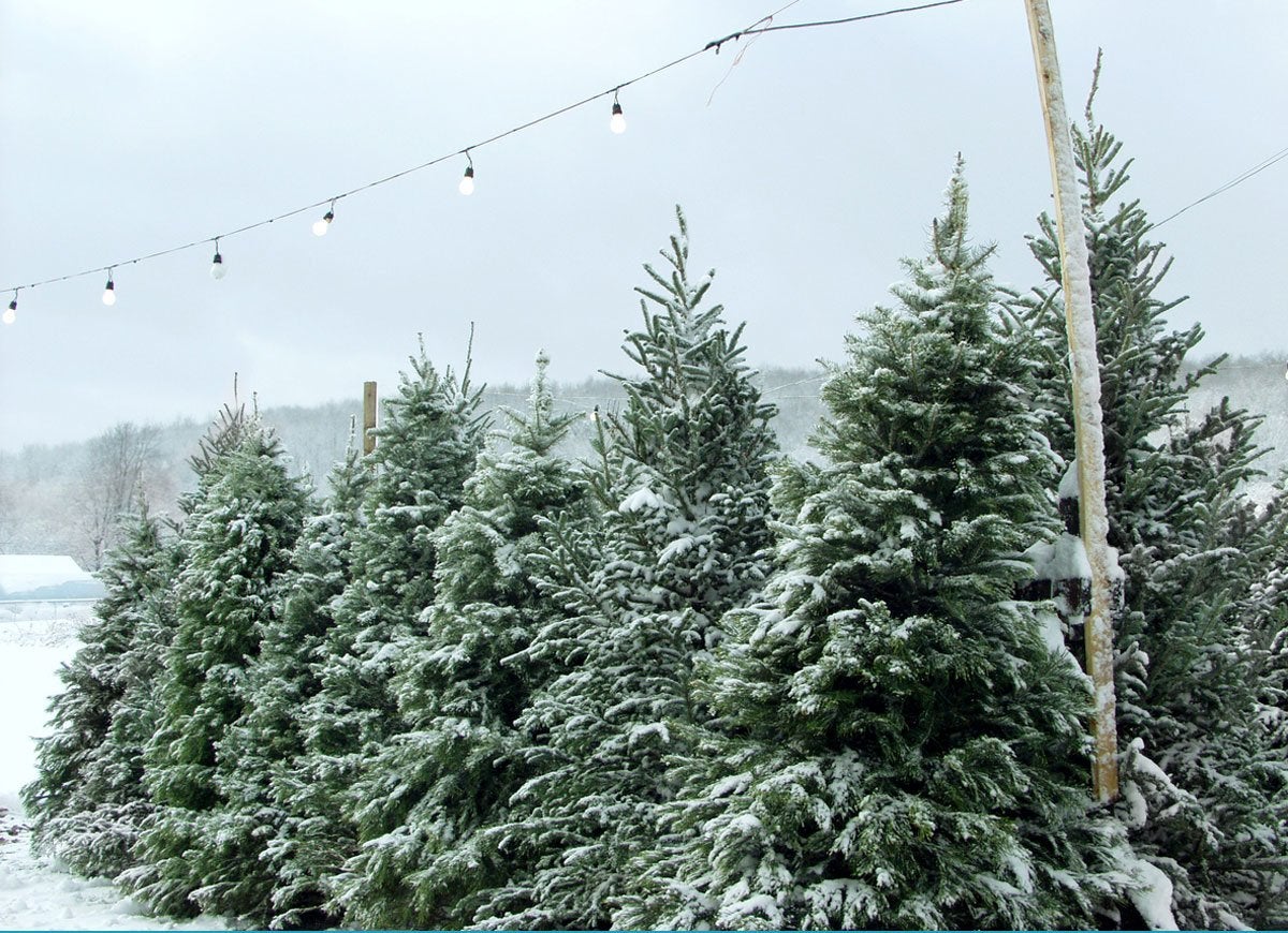 8 Things You Never Even Knew About Christmas Trees