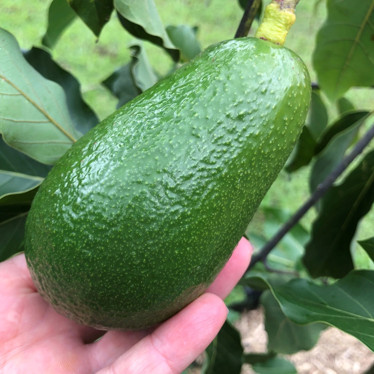 Hand holding green avocado fruit.