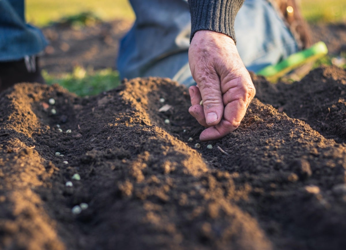 Set Up Your Garden for Success by Ordering Online from These Seed Companies