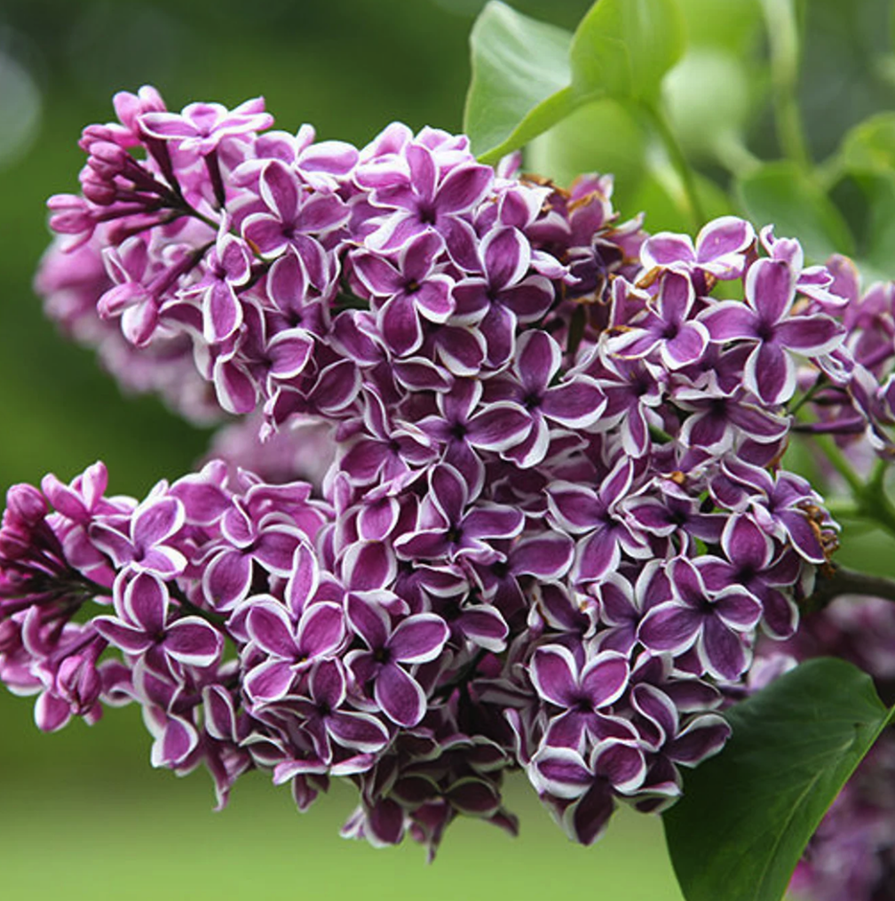 lilac varieties