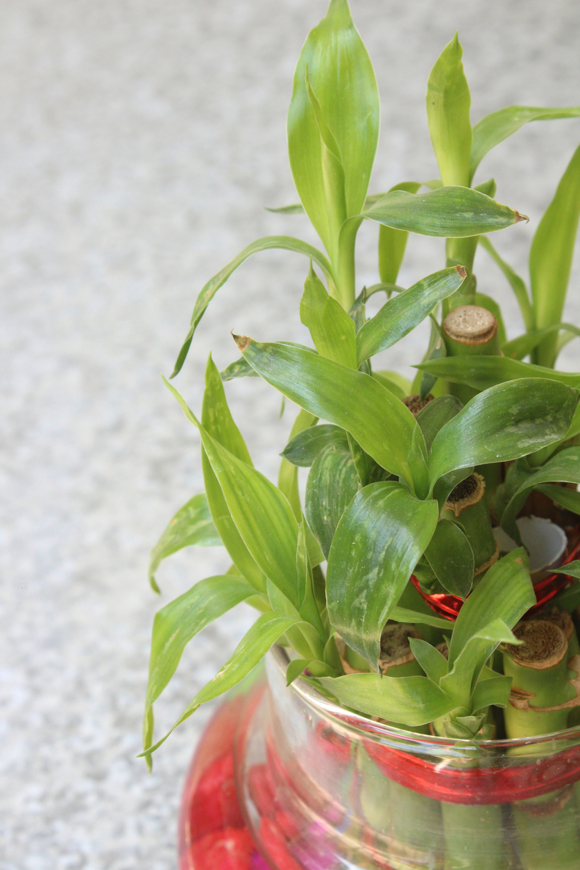 low light house plants lucky bamboo close up light green leaves