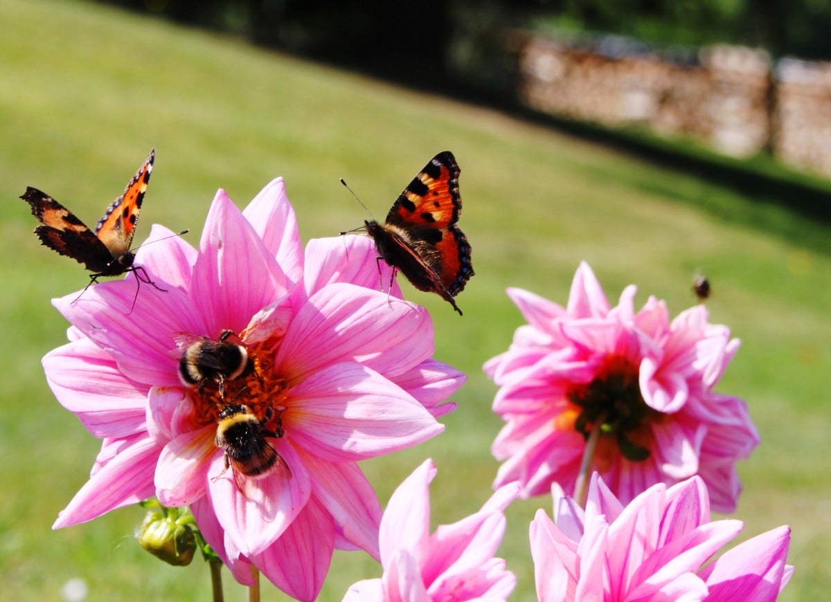 10 Ways Your Backyard Garden Can Combat Climate Change