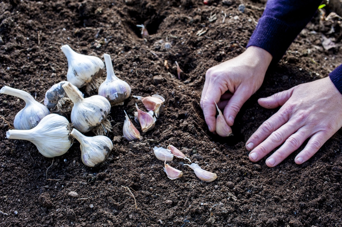 A gardener planting garlic cloves for companion planting in the fall vegetable garden.