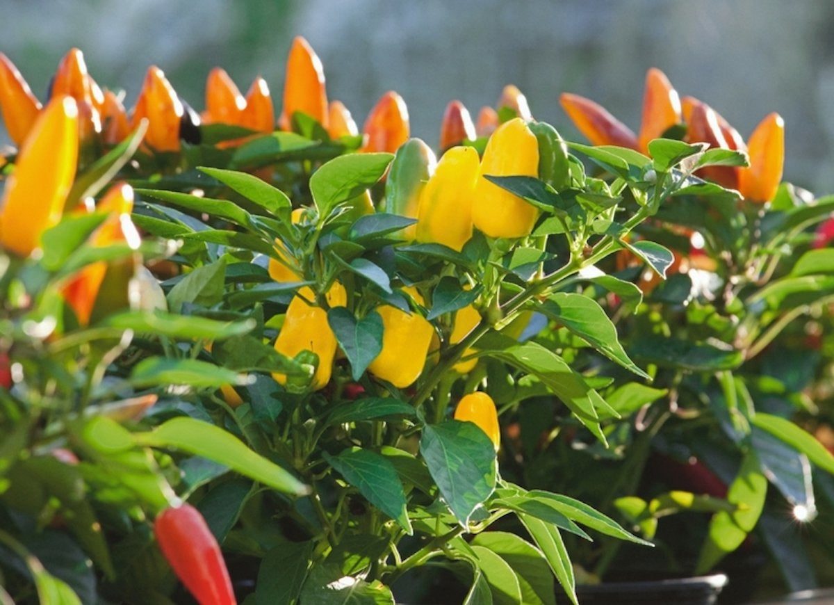 Le jardin indestructible : 15 légumes et herbes aromatiques qui s'épanouiront dans votre espace