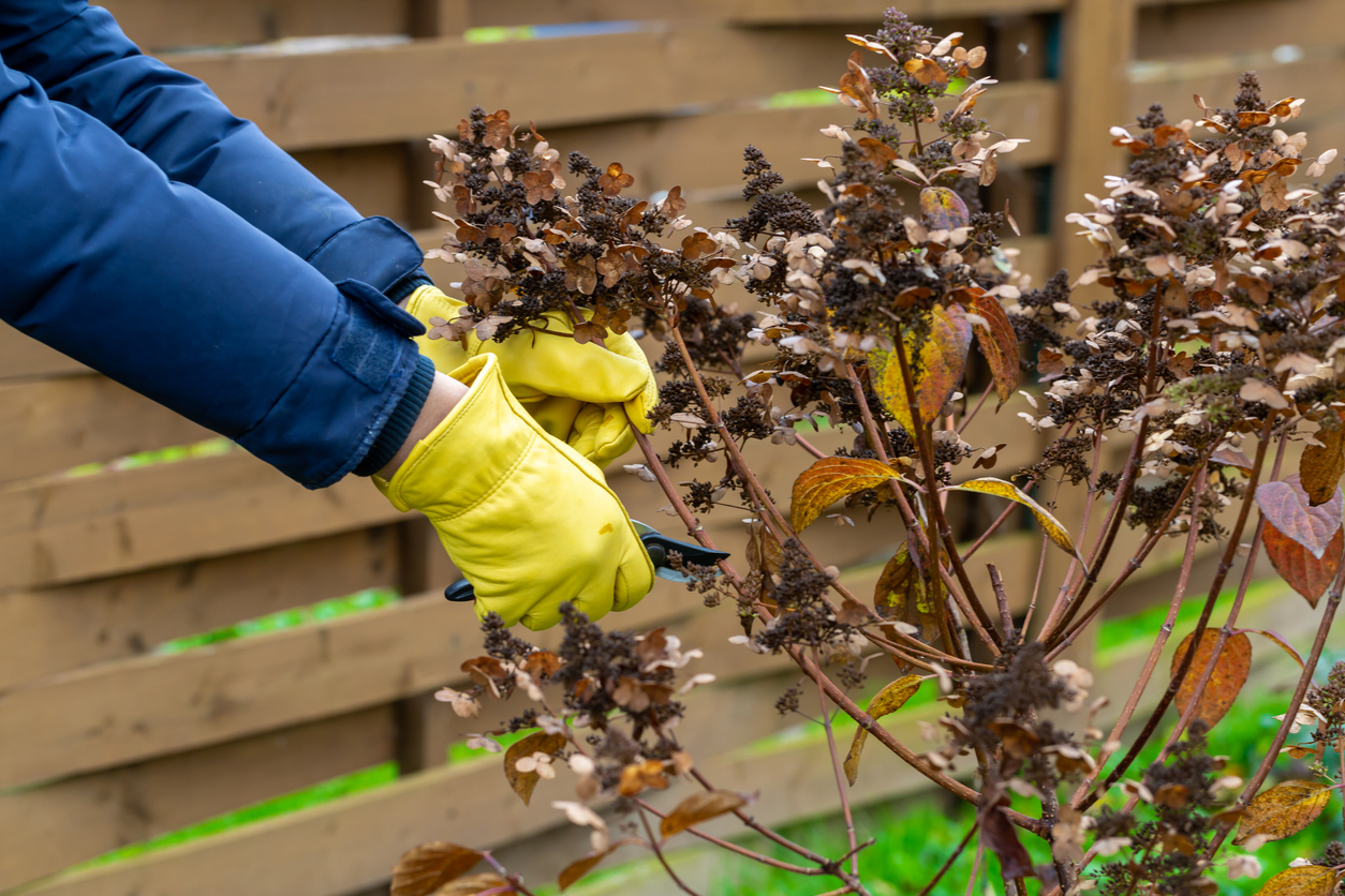 iStock-1340790447 must dos march Bush hydrangea cutting or trimming with secateur in the garden