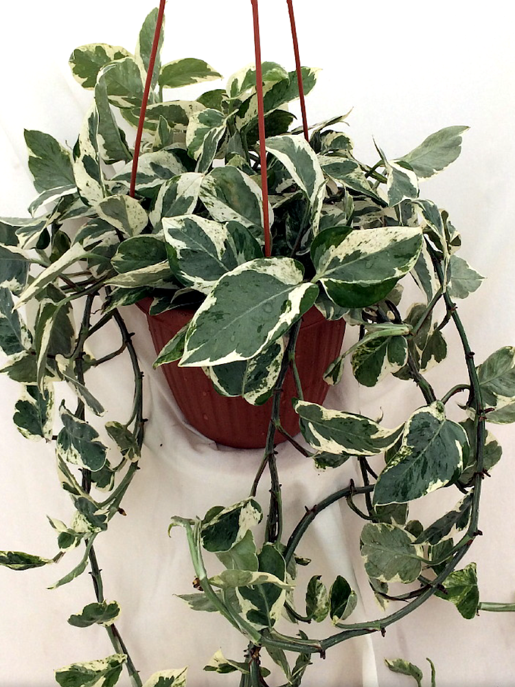 10 Pothos Varieties for Your Easy-Care Houseplant Collection