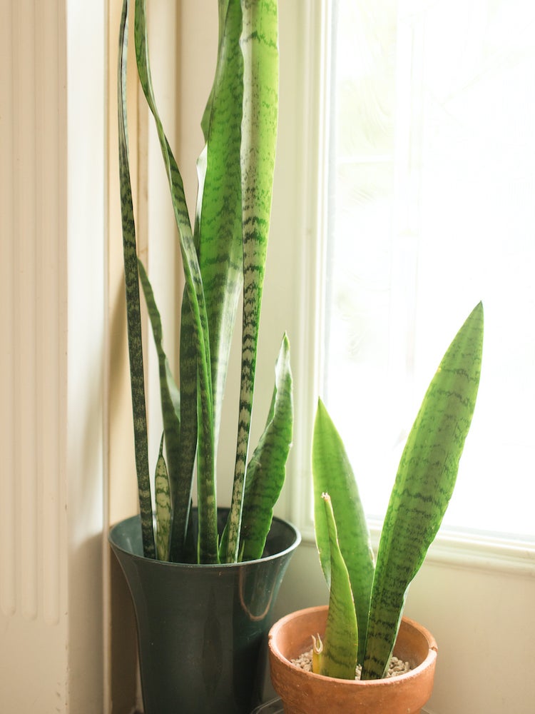 10 Low-Maintenance Houseplants to Keep Indoor Air Fresh