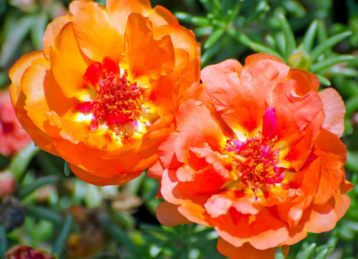 14 Long-Lasting Flowers for Your Yard