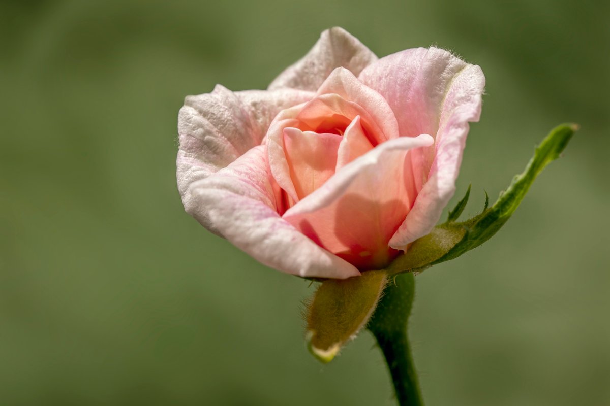 Fleur de rosier rose Cecile Brunner en fleur