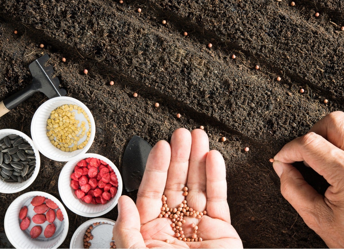 10 Ways Your Backyard Garden Can Combat Climate Change