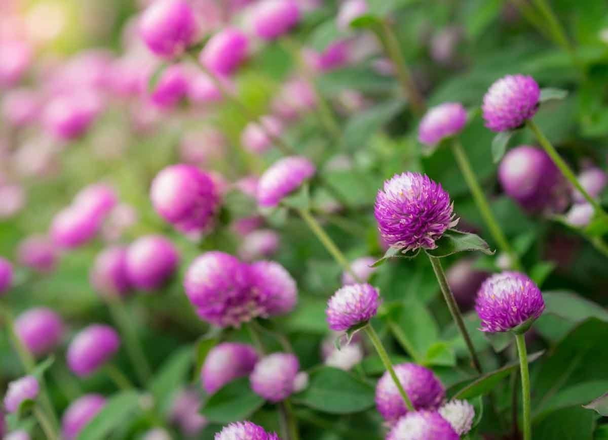 14 Long-Lasting Flowers for Your Yard