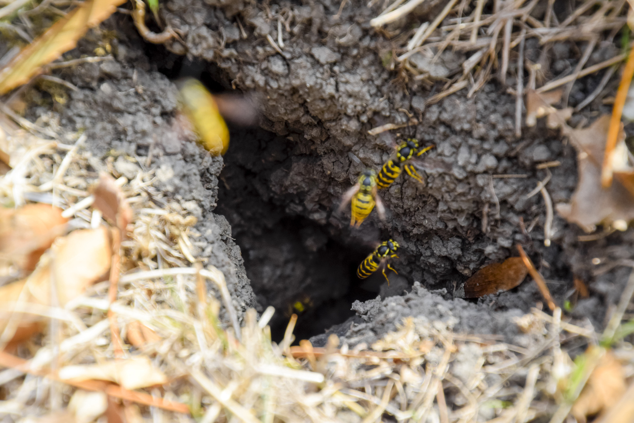 gros plan d'abeilles dans un nid dans le sol