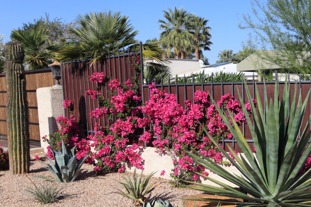 istock 168616900 thorny plants bougainvillea growing on gates in front of house